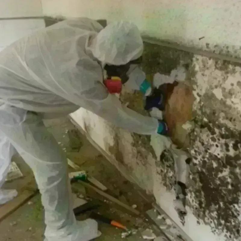 Mold Remediation and Removal in Salem, NJ